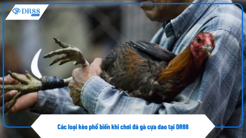 Đá Gà Cựa Dao Trực Tiếp Mỗi Ngày Tại Sàn Đấu Của Dr88 3 Kèo chấp yêu cầu người chơi phân tích phong độ gà chính xác