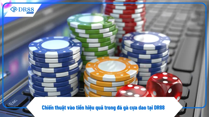 Đá Gà Cựa Dao Trực Tiếp Mỗi Ngày Tại Sàn Đấu Của Dr88 4 Không nên cược toàn bộ vốn vào một trận đá gà duy nhất