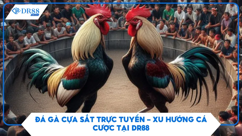 Đá Gà Cựa Sắt Trực Tuyến – Xu Hướng Cá Cược Tại DR88 1 Đá Gà Cựa Sắt Trực Tuyến – Xu Hướng Cá Cược Tại DR88