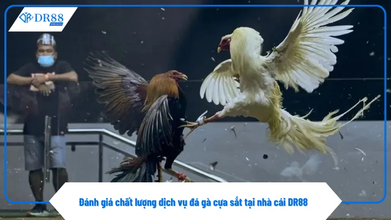 Đá Gà Cựa Sắt Trực Tuyến – Xu Hướng Cá Cược Tại DR88 2 DR88 cam kết dịch vụ cá cược đá gà cựa sắt chuyên nghiệp