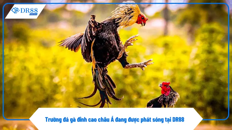 Các trường gà hợp tác với DR88 đều có giấy phép hợp lệ