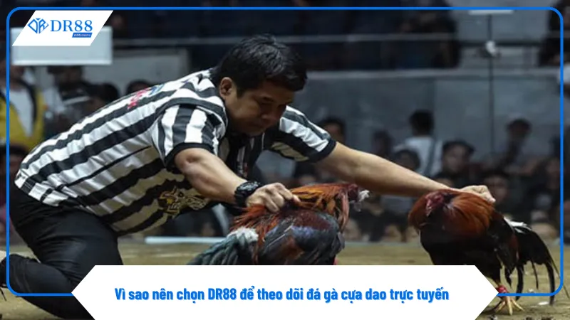 Đá Gà Cựa Dao Trực Tiếp Mỗi Ngày Tại Sàn Đấu Của Dr88 2 Người chơi có thể theo dõi đá gà cựa dao trên điện thoại và máy tính